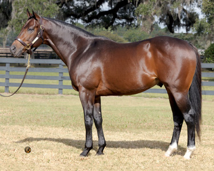 High Cotton - Sire of a $600,000 OBS Two-Year-Old!