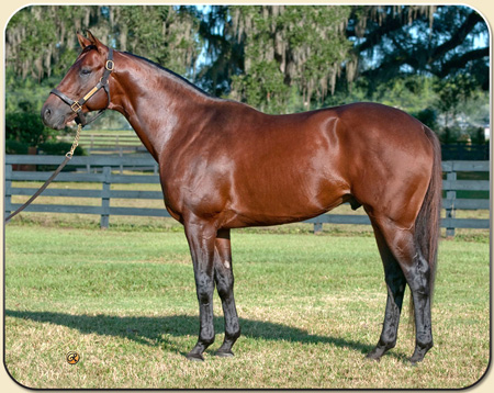 Gottcha Gold - Florida's Leading Freshman Sire of Stakes Horses