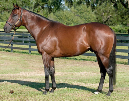 In Summation - First 2YOs Led by $250,000 OBS Colt!