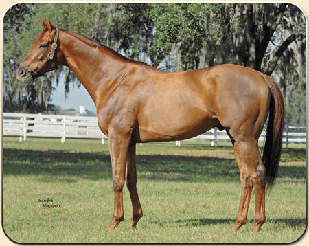 Silver Tree - One of the Fastest Milers in World History