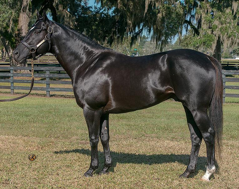 Ocala Stud Thoroughbred Stallion Farm