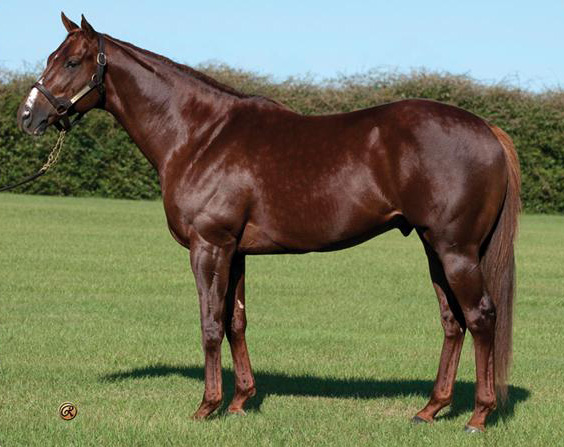 Kantharos - UNDEFEATED & UNTESTED: MULTIPLE GSW JUVENILE