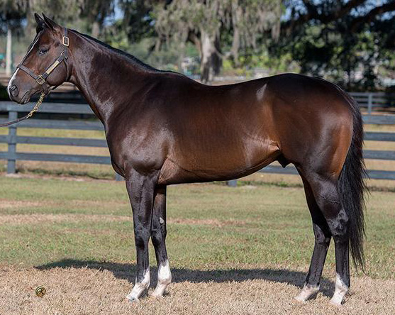 Overdriven - Undefeated & Dominant G2 Winning Juvenile