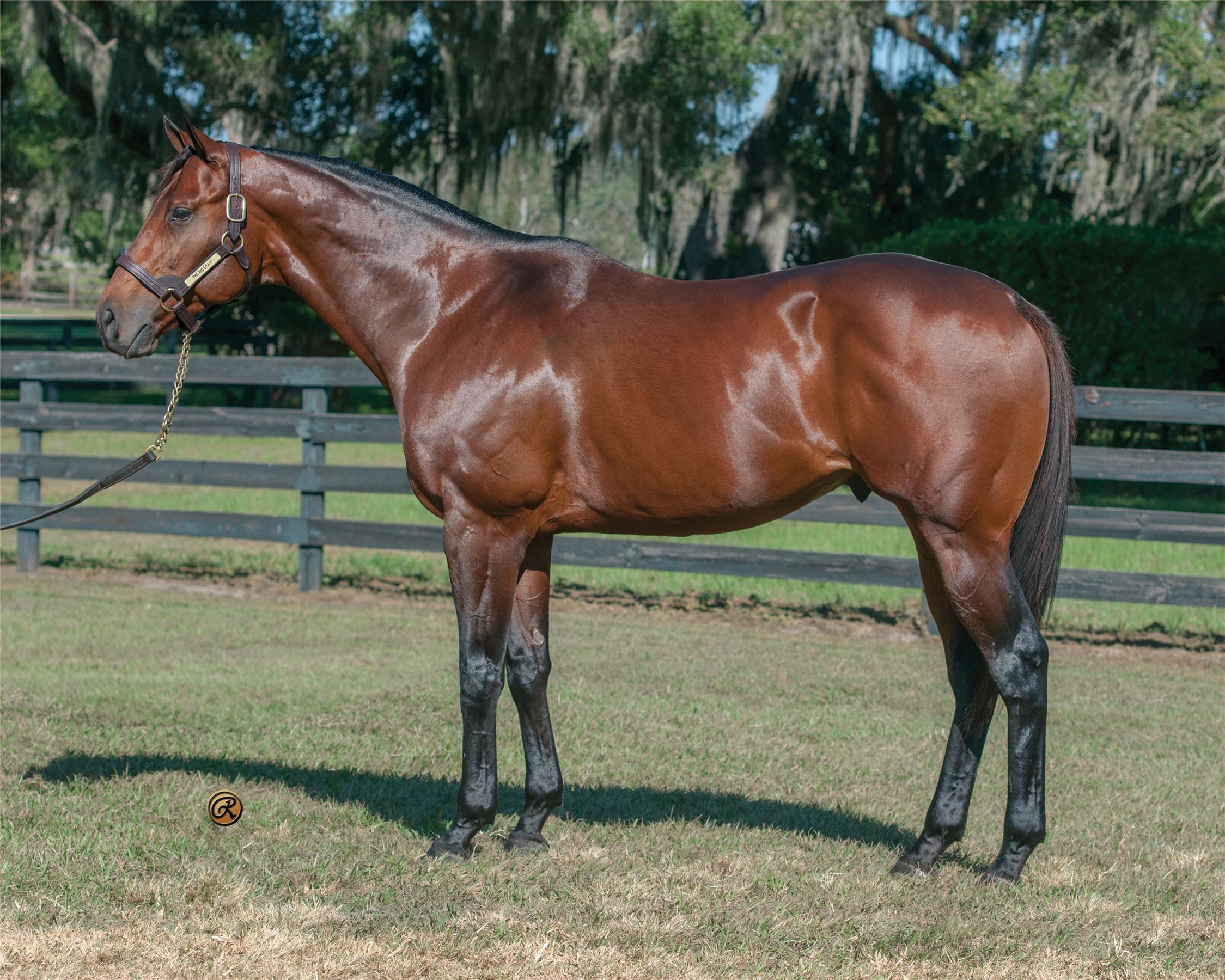 Ocala Stud Thoroughbred Stallion Farm