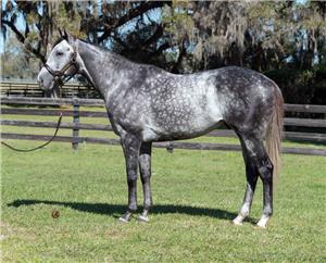 Colonel Liam - Three-time G1 winner and back-to-back winner of the G1 Pegasus World Cup Turf Invitational S.