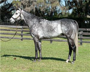 Roadster - Santa Anita Derby (G1) winner by Quality Road